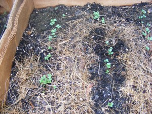 Starting cool weather crops in the summer. Broccoli seedlings in the box bed. Move the mulch away as soon as they sprout.
