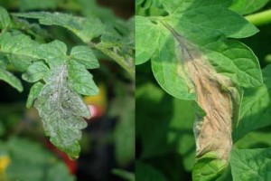 Figure 1. Late blight lesion on infected tomato leaf at garden center and in a home garden.