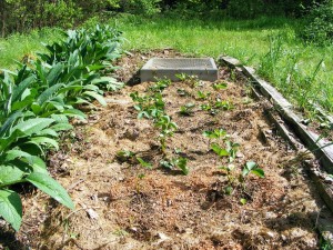 Comfrey to the left, Strawberries to the right.
