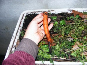 Carrot pulled from the insulated grow box.  Nice! - gardenhacker.com