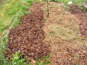 Mulch Path beside the garden bed