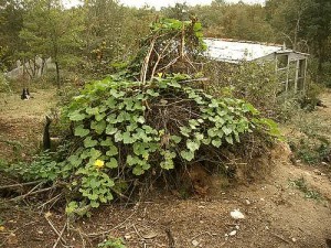compost heap with pumpkin growing by hardworkinghippy