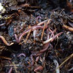 Earthworms from the compost bin by goosmurf on flickr.com