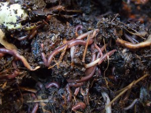 Earthworms from the compost bin by goosmurf on flickr.com